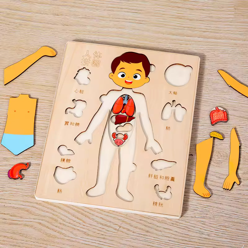 Explora el Cuerpo Humano: Puzzle Anatómico Montessori (Niño)
