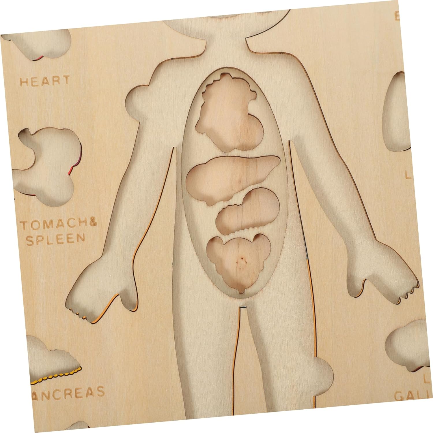 Explora el Cuerpo Humano: Puzzle Anatómico Montessori (Niño)