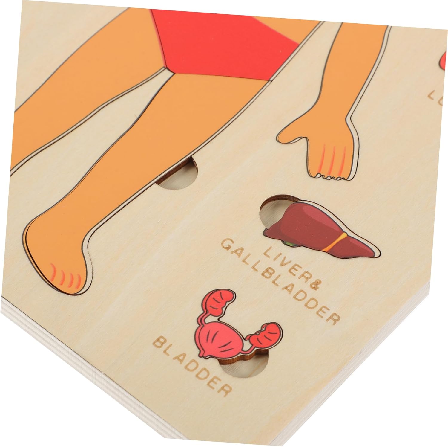 Explora el Cuerpo Humano: Puzzle Anatómico Montessori (Niña)