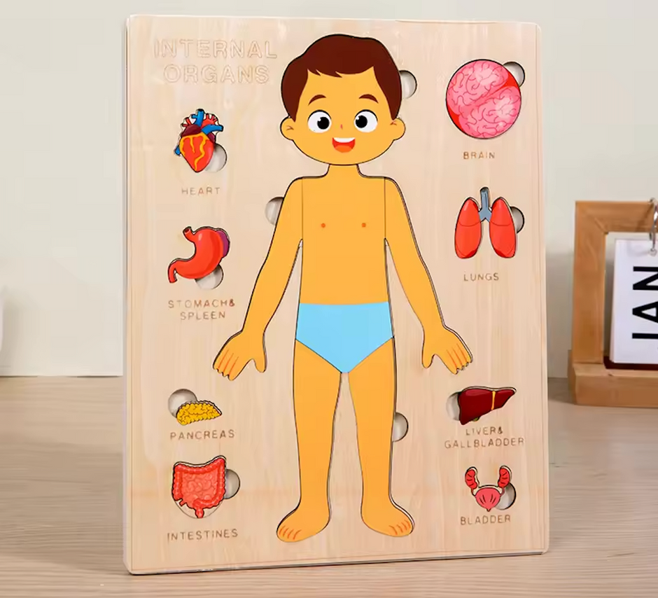 Explora el Cuerpo Humano: Puzzle Anatómico Montessori (Niño)